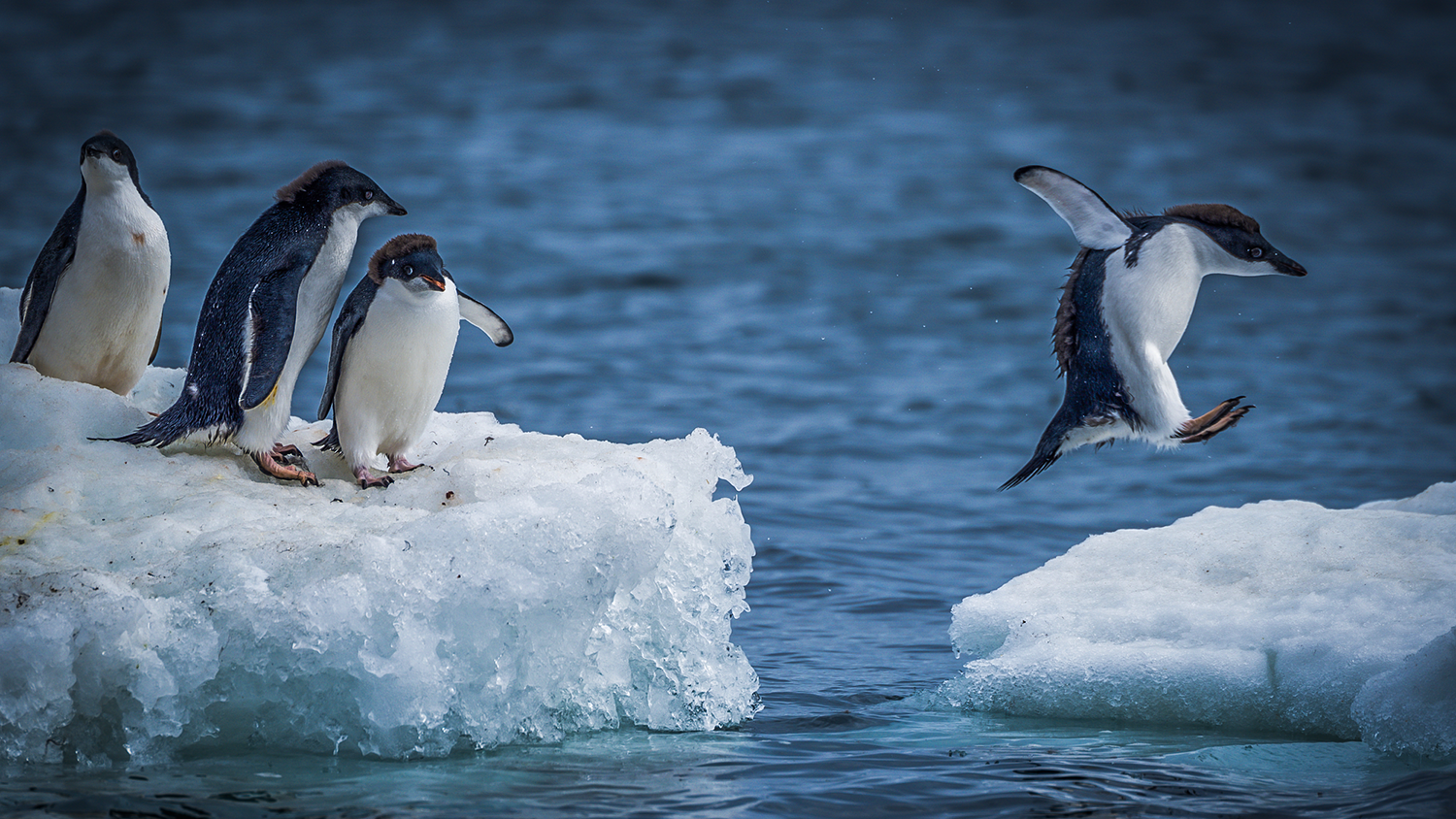Pingviner hoppar mellan isflak