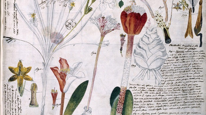 skisser och anteckningar av den franske botanisten och vetenskapsmannen Nicolaus Joseph von Jacquin