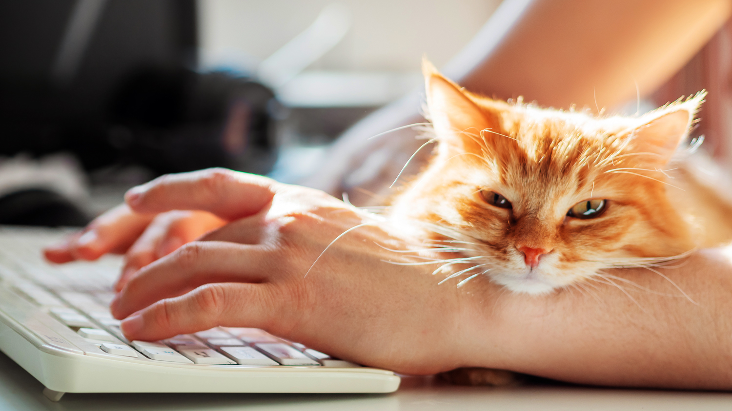 Händer som arbetar på dator, katt som vilar mot ena armen. 