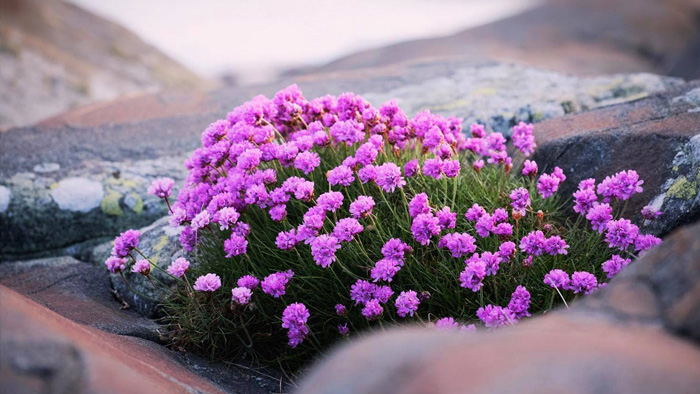 Lila blommor som växer på sten