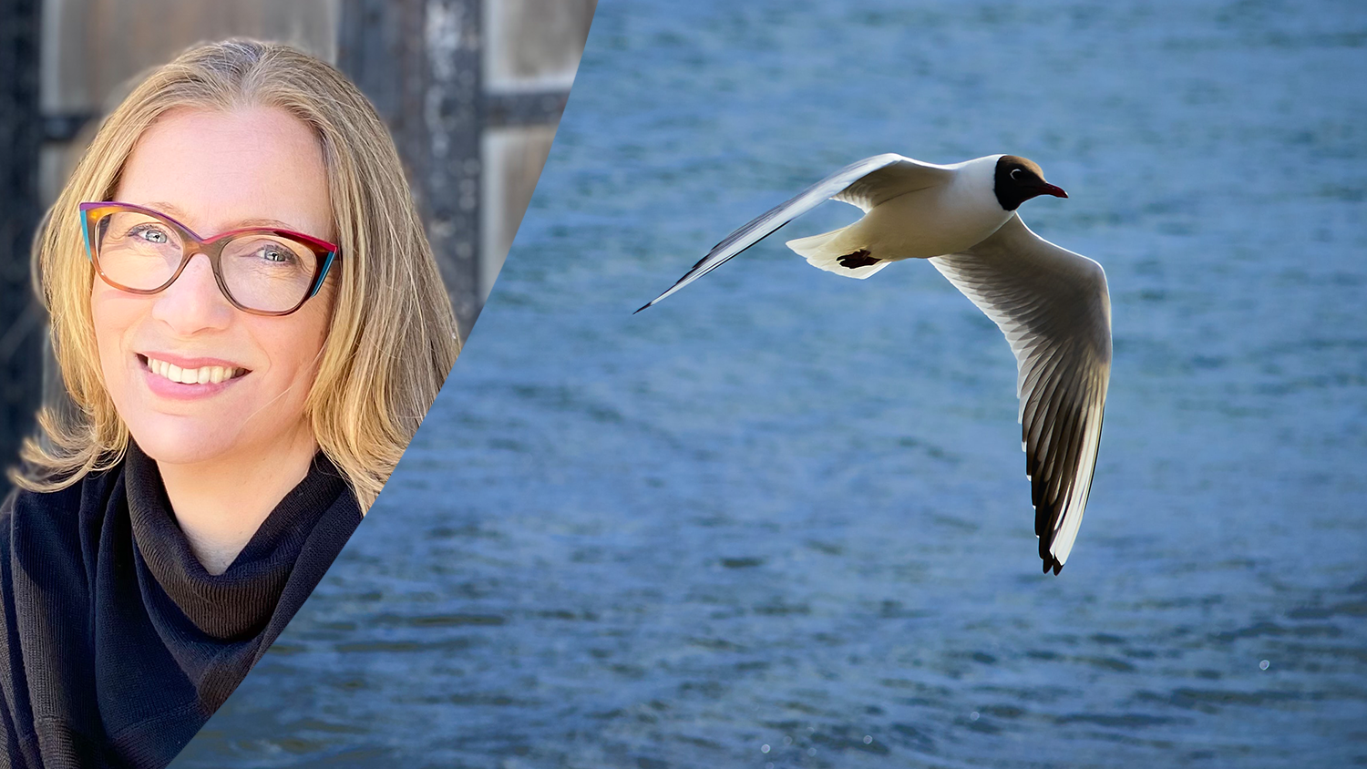 Montage av två bilder: Porträttbild krönikören och en fågel som flyger över vattnet. 