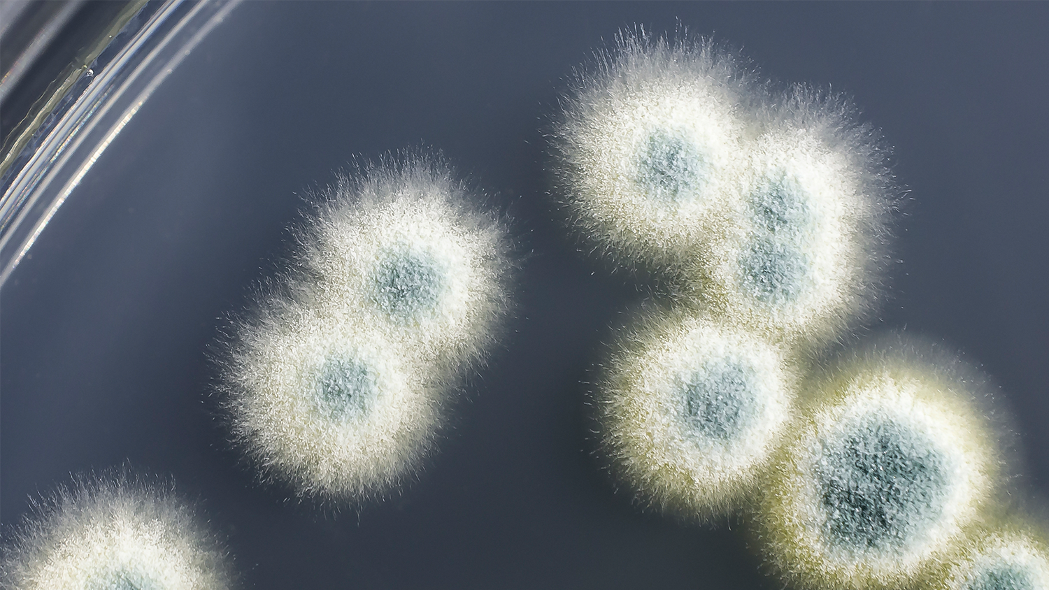 Petriskål med svampangripen cellodling
