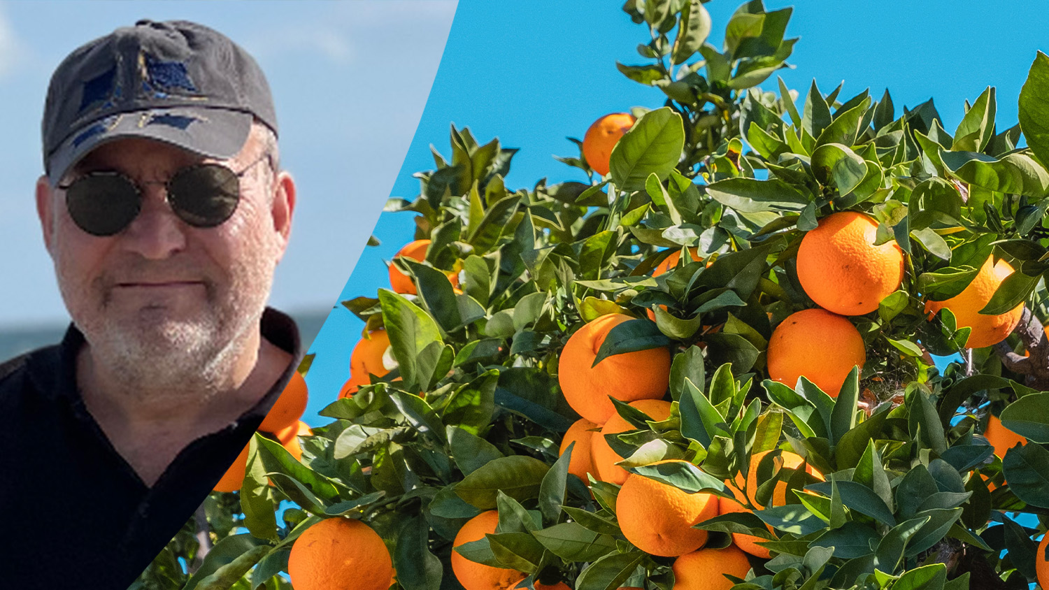 Montage med Johan Frostegård och dignande apelsinträd mot klarblå himmel. 