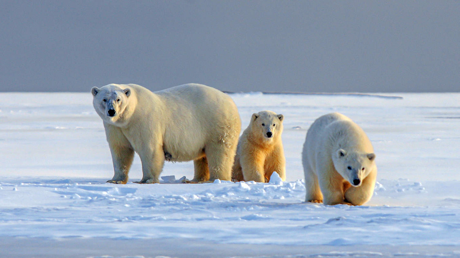 Tre isbjörnar i snön.