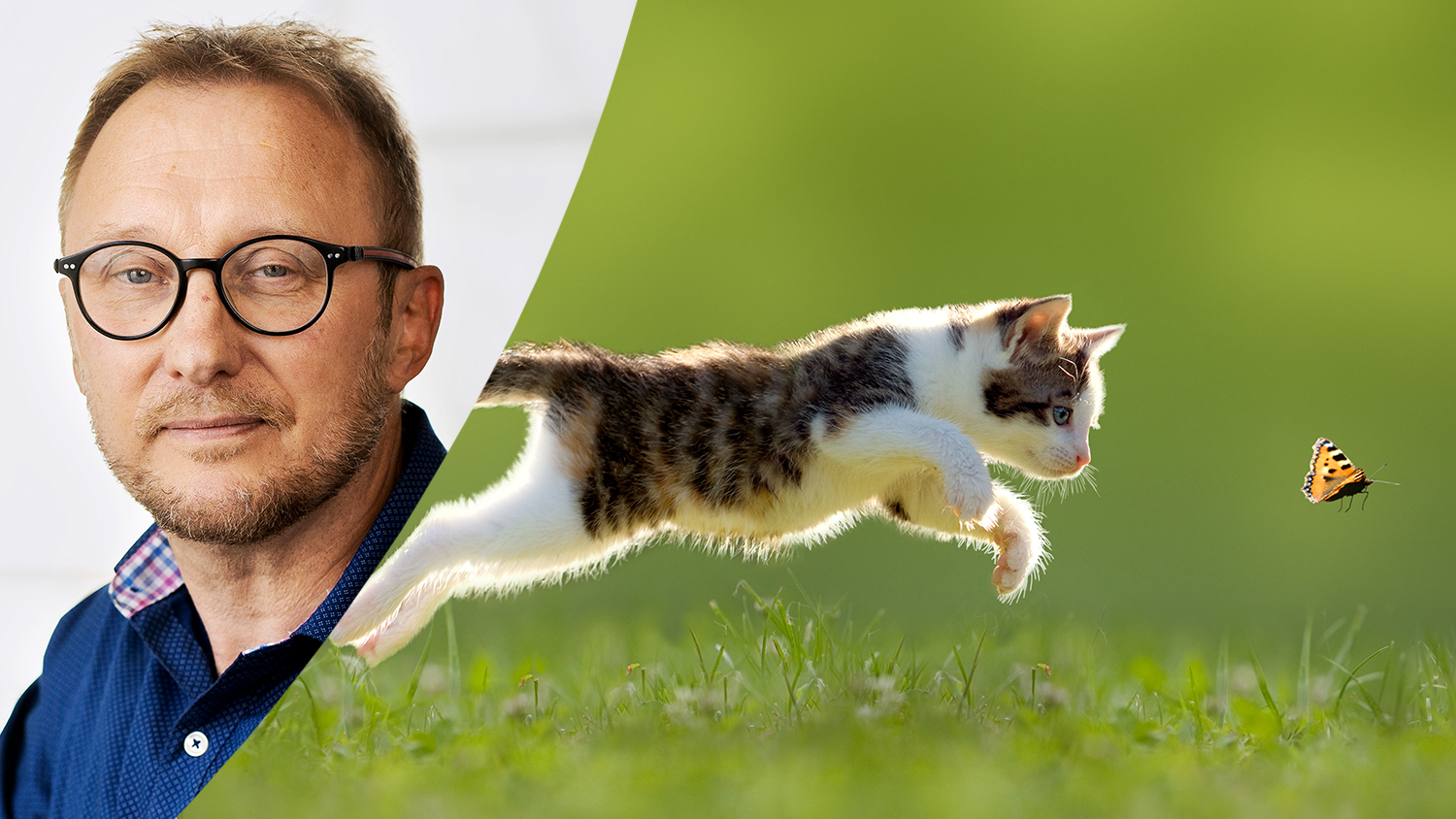 Montage av porträttbild på Bengt Johansson och bild på katt som jagar fjäril.