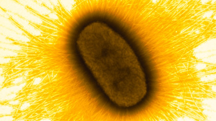 Närbild på ETEC-bakterie som är brun och ovalformad i mitten och gul runt omkring.