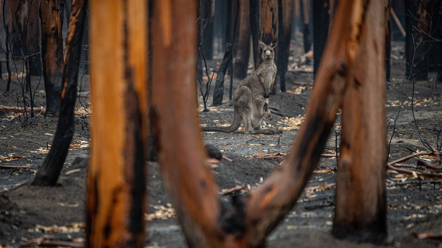 Känguru i  nedbrunnen skog.
