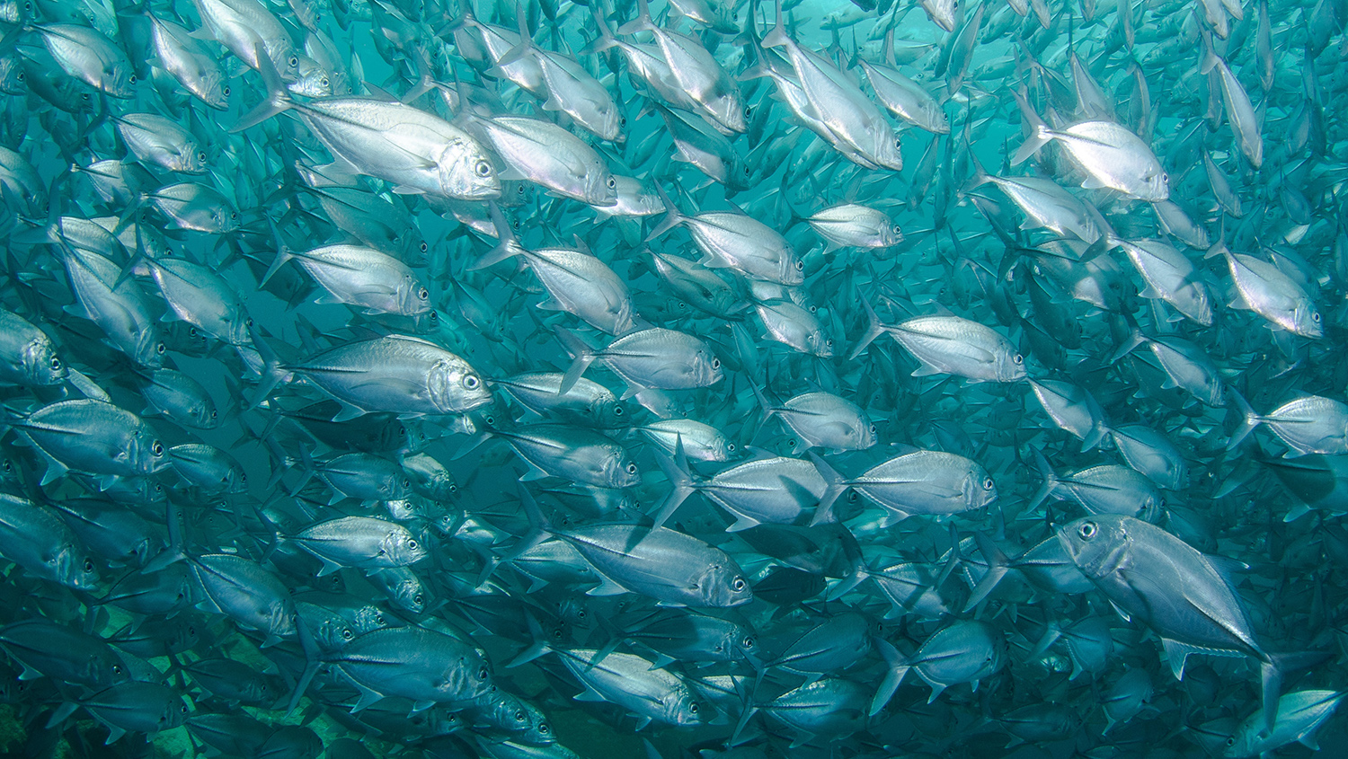 Ett stim silverfärgade fiskar i turkost hav.